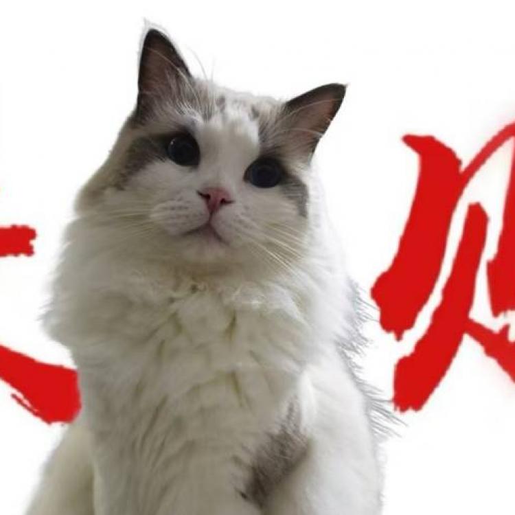 范范会发财 报名时间：2025-10-28 22:41