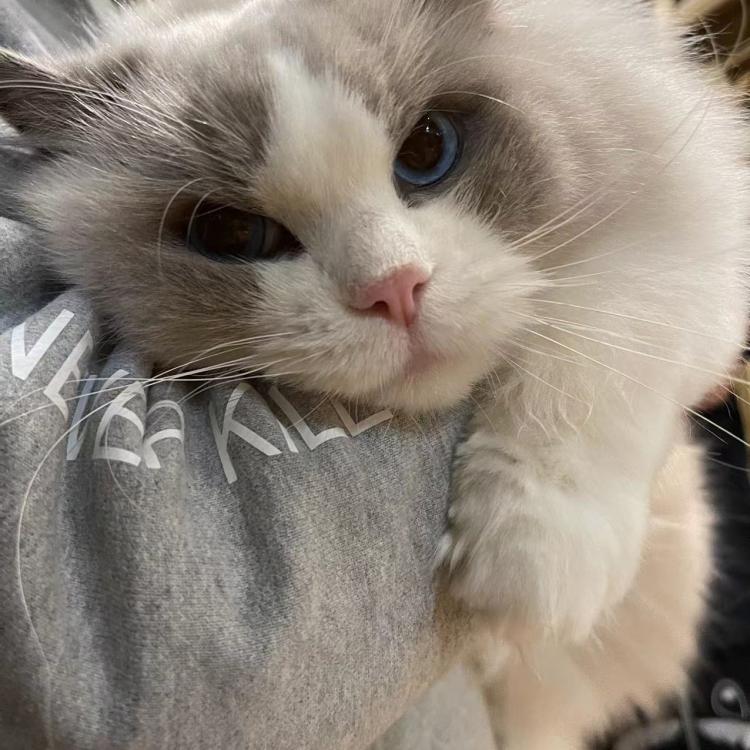 Crush吉澤 报名时间：2020-06-08 11:37