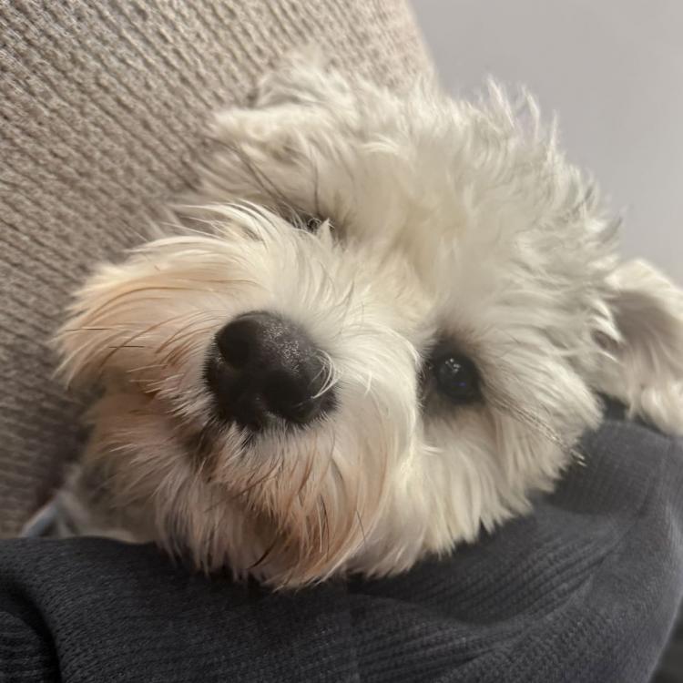 蜡笔小新眼子 报名时间：2025-11-27 11:30