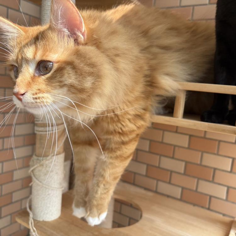 Yukine 报名时间：2025-11-24 15:35