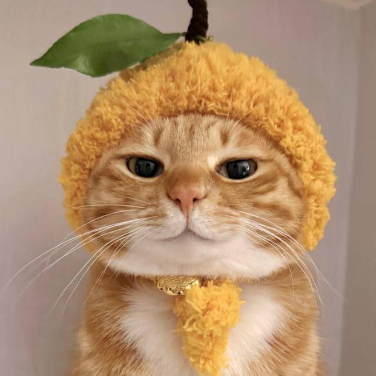 巴啦啦猪头三 报名时间：2025-06-02 16:25